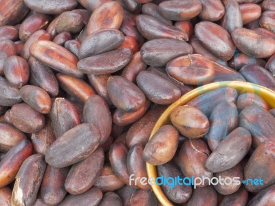 Roasted Elater Iospermum Tapas Blume Seed Stock Photo