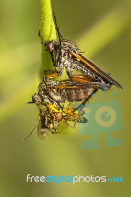 Robber Flies Stock Photo