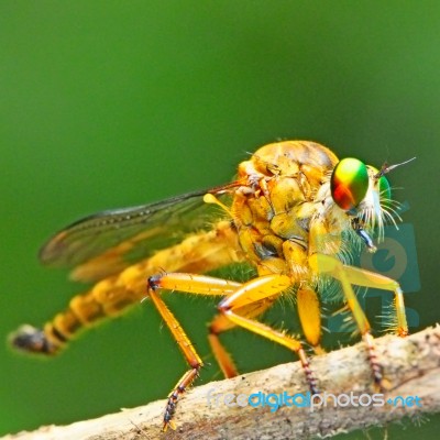 Robber Fly Stock Photo