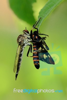 Robber Fly Stock Photo