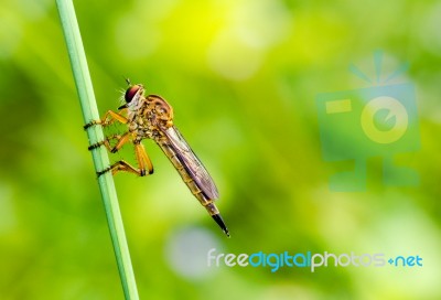 Robber Fly - Family Asilidae Stock Photo