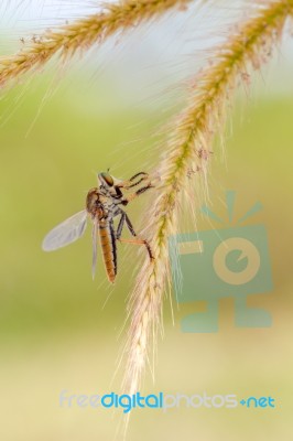 Robberfly Stock Photo