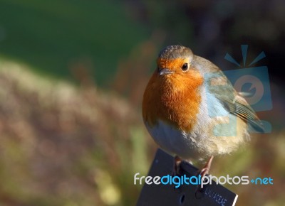 Robin Stock Photo