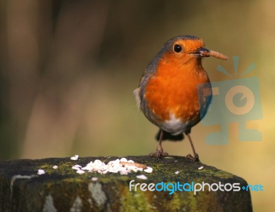 Robin Stock Photo