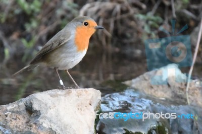 Robin Stock Photo