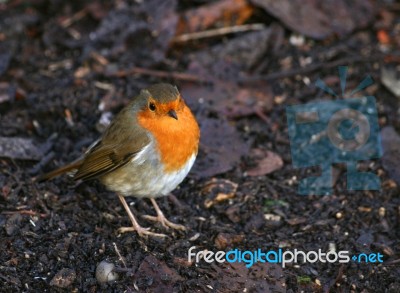 Robin Stock Photo