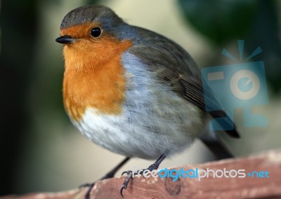 Robin Stock Photo