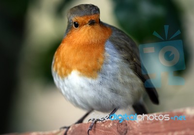 Robin Stock Photo