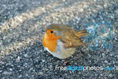 Robin (erithacus Rubecula) On The Ground Stock Photo