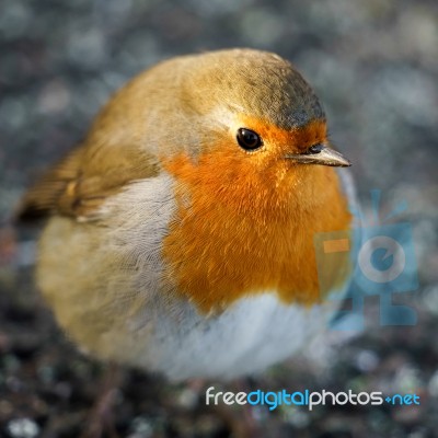 Robin (erithacus Rubecula) On The Ground Stock Photo