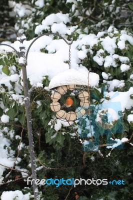 Robin In A Feeder Stock Photo