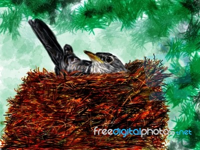 Robin In Nest Stock Image