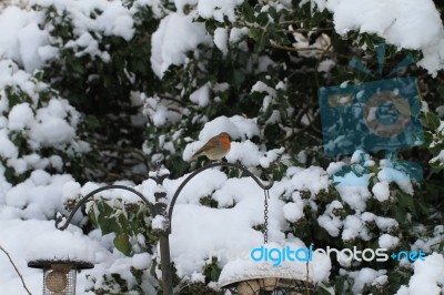 Robin In The Snow Stock Photo