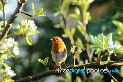 Robin On Pear Blossom Branch Stock Photo