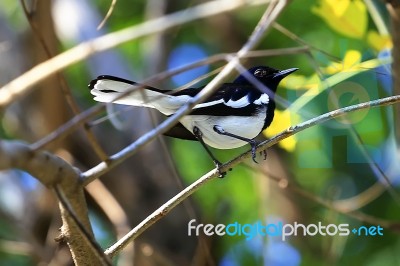 Robin, Oriental Magpie Robin, Shama Stock Photo