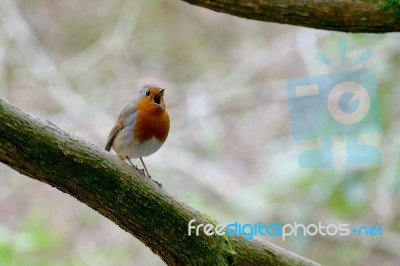 Robin Singing His Heart Out Stock Photo