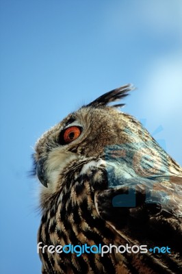 Rock Eagle-owl Stock Photo