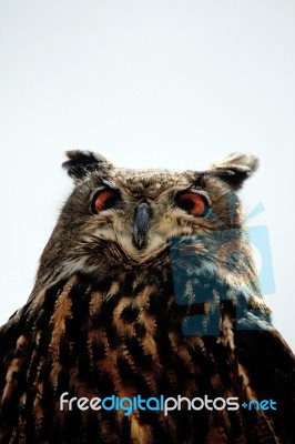 Rock Eagle-owl Stock Photo