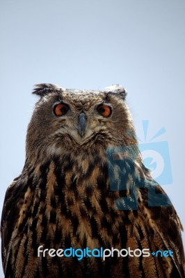 Rock Eagle-owl Stock Photo