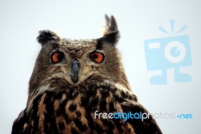 Rock Eagle-owl Stock Photo