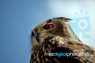 Rock Horned Owl Stock Photo