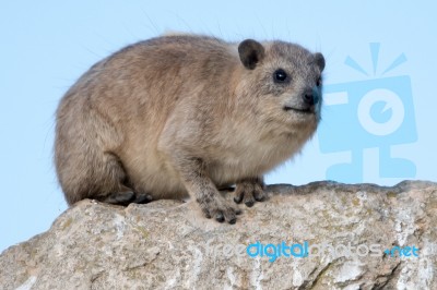 Rock Hyrax (cape Hyrax, Badger, Hhre) Stock Photo