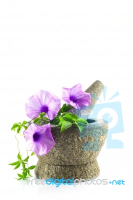 Rock Mortar With Purple Flower Plant Stock Photo