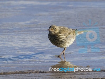 Rock Pipit Anthus Petrosus Stock Photo