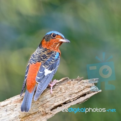 Rock-thrush Stock Photo