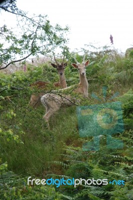 Roe Deer Stock Photo