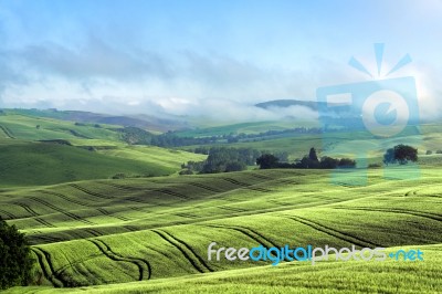 Rolling Hills Of Val D'orcia Tuscany Stock Photo