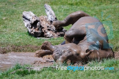 Rolling Rhinoceros (rhinocerotidae) At Port Lympne Wild Animal A… Stock Photo