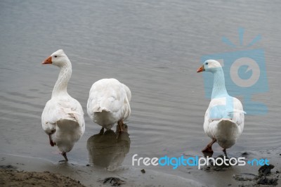 Roman Tufted Geese In The Danube Delta Stock Photo