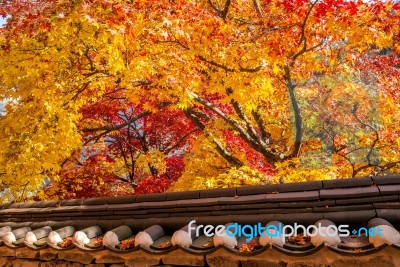 Roof Of Gyeongbukgung And Maple Tree In Autumn In Korea Stock Photo