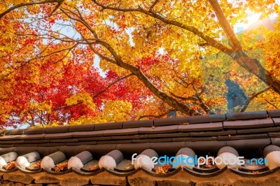 Roof Of Gyeongbukgung And Maple Tree In Autumn In Korea Stock Photo