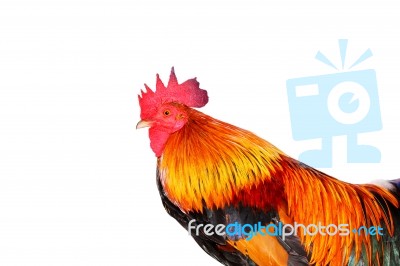 Rooster Stock Photo