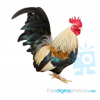 Rooster Stock Photo