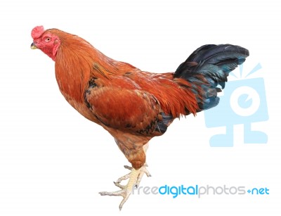 Rooster Isolated On White Background Stock Photo