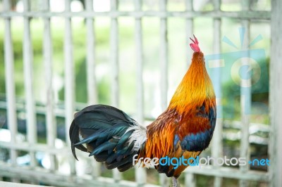 Rooster On Nature Background And White Fence Stock Photo