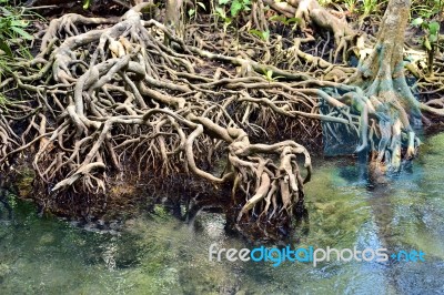 Root Mangrove Stock Photo