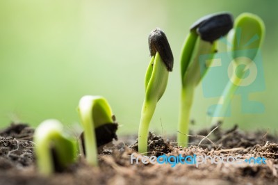 Root Seed On Soil With Sunbeam Begining Concept Stock Photo