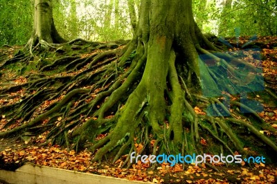 Roots Stock Photo