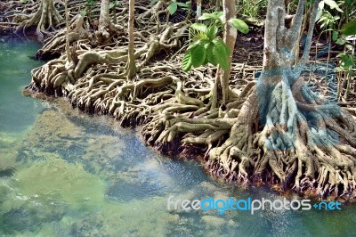 Roots Mangrove Stock Photo