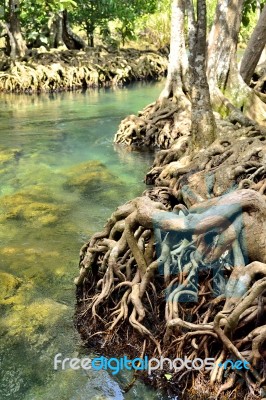 Roots Mangrove Stock Photo