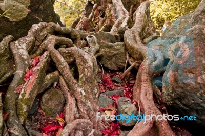 Roots Of Trees Stock Photo