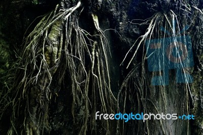 Roots Tree Stock Photo