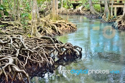 Roots Tree Stock Photo