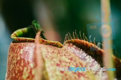 Ropical Pitcher Plants In The Garden Stock Photo