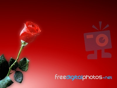 Rose Stock Image