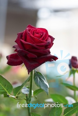 Rose Stock Photo